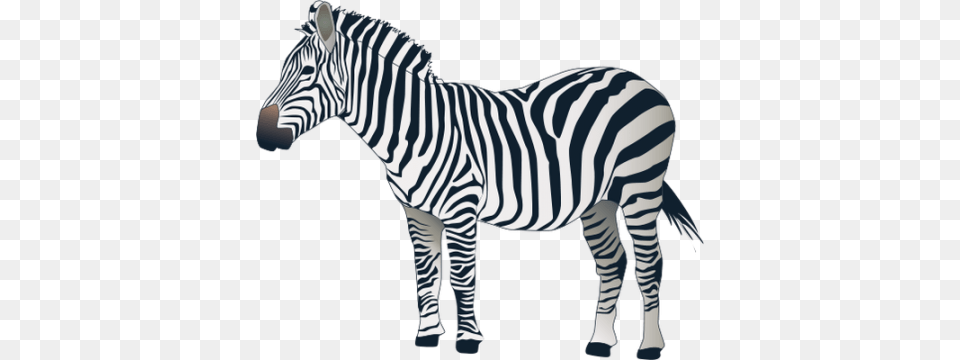 Zebra, Animal, Mammal, Wildlife Png Image