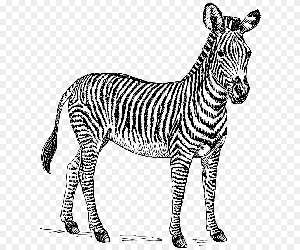 Zebra, Gray Free Png