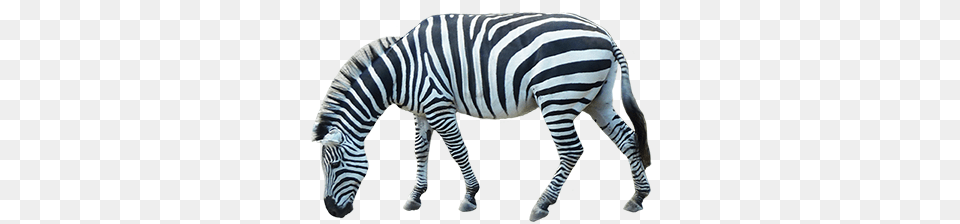 Zebra, Animal, Mammal, Wildlife Png Image
