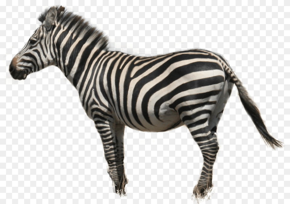 Zebra, Animal, Mammal, Wildlife Free Png Download