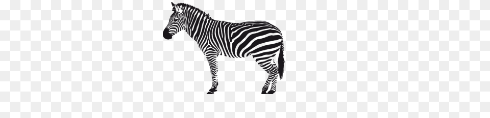 Zebra, Electronics, Screen, Computer Hardware, Hardware Png