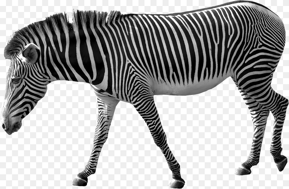 Zebra, Animal, Mammal, Wildlife Free Transparent Png