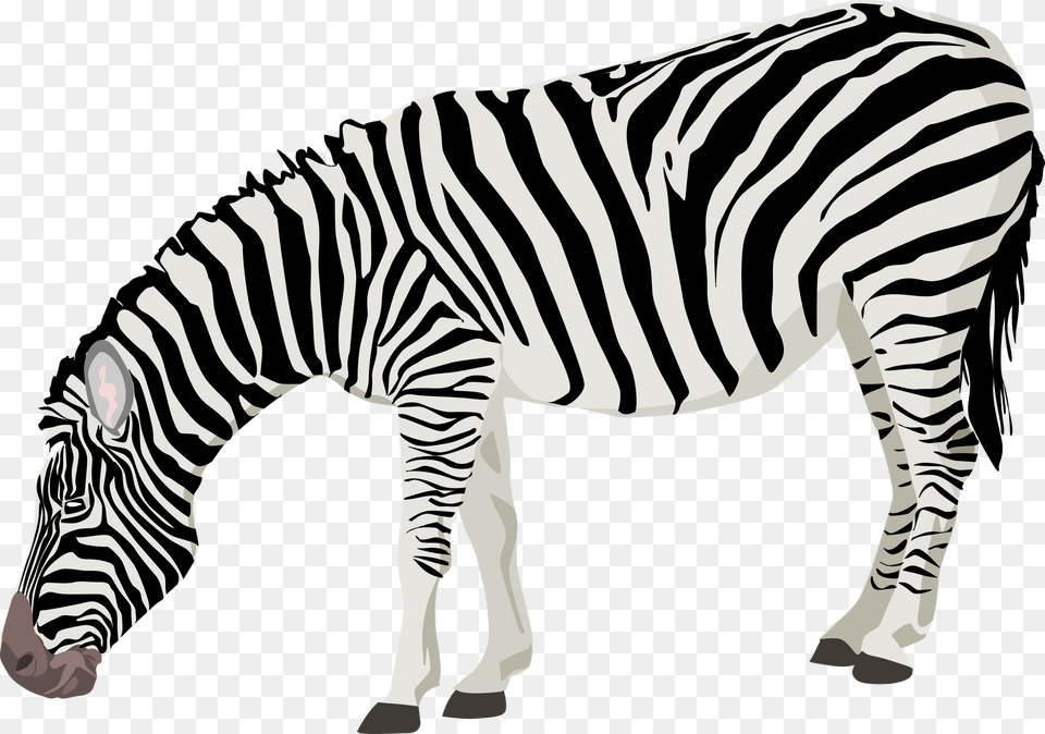 Zebra, Animal, Mammal, Wildlife Png