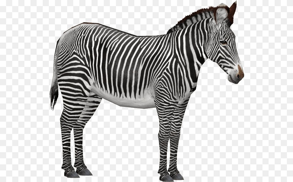 Zebra 3 Grvy39s Zebra, Animal, Mammal, Wildlife Free Transparent Png
