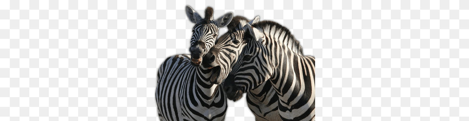 Zebra, Animal, Mammal, Wildlife Png Image