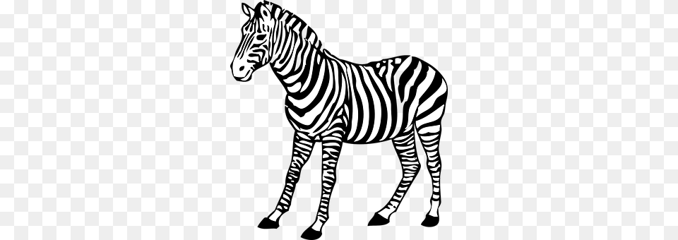 Zebra Animal, Mammal, Wildlife Png Image