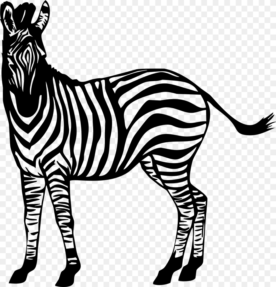 Zebra, Gray Free Transparent Png