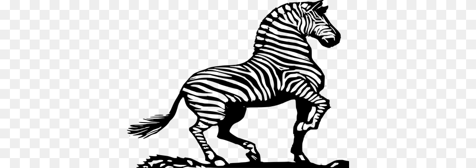 Zebra Gray Png Image