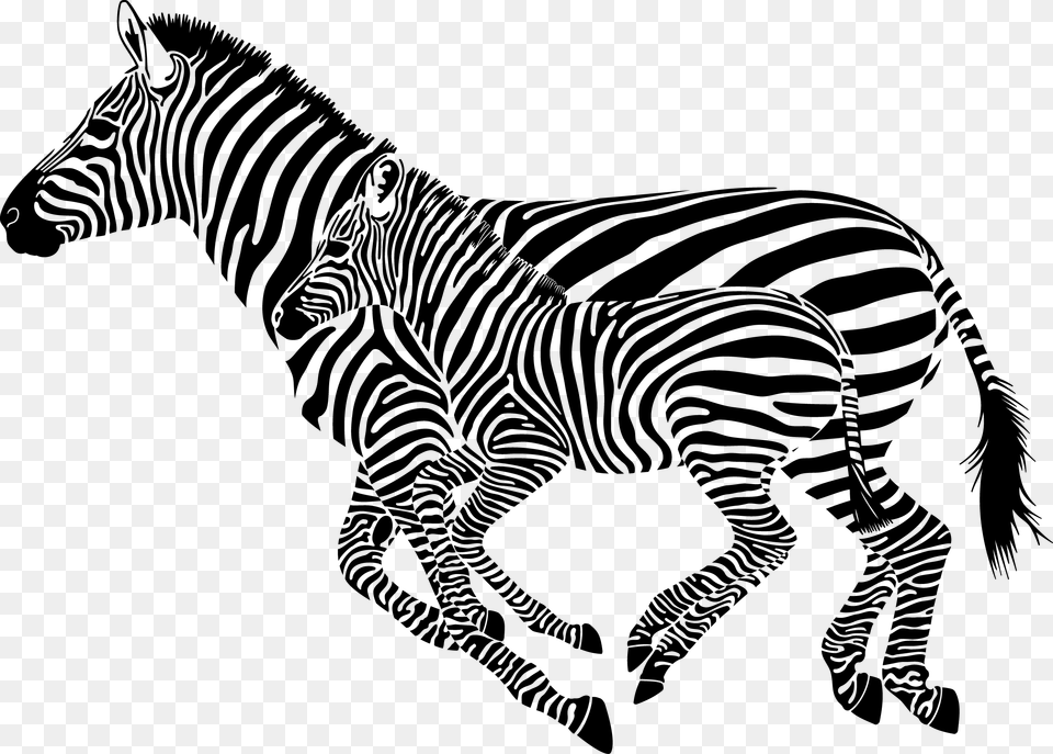 Zebra, Animal, Mammal, Wildlife Png