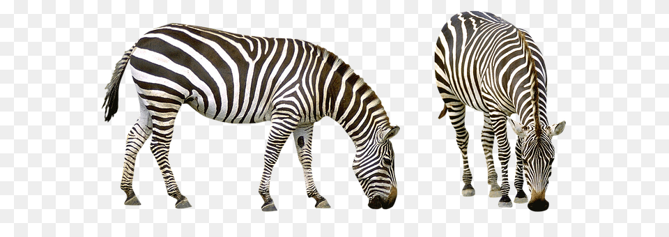 Zebra Animal, Mammal, Wildlife Png Image