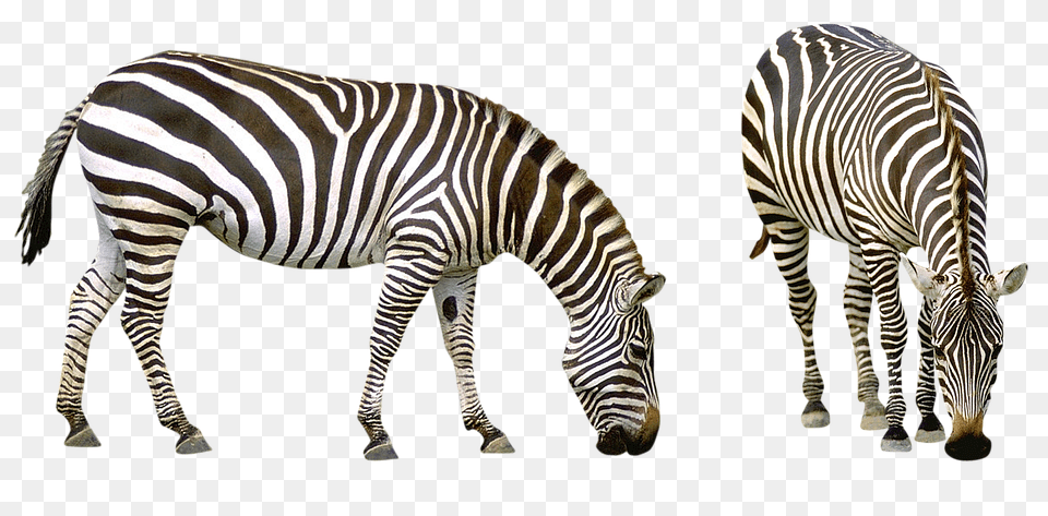 Zebra Animal, Mammal, Wildlife Png Image