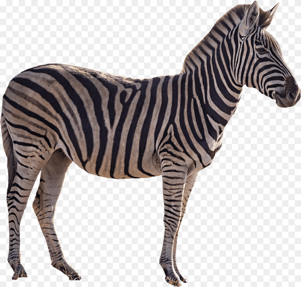 Zebra Png