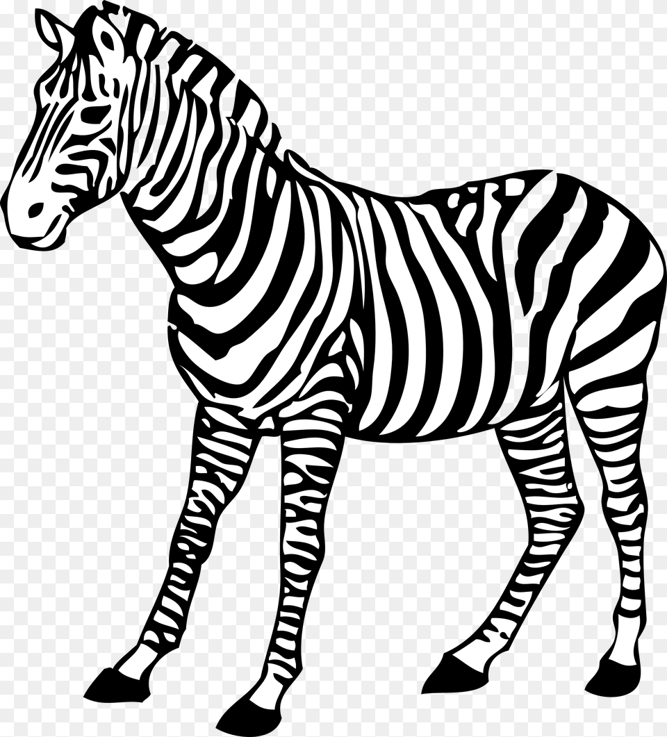 Zebra, Animal, Mammal, Wildlife Free Transparent Png