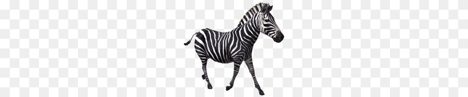 Zebra, Animal, Mammal, Wildlife Free Png