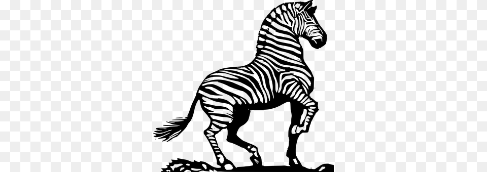 Zebra Gray Png Image