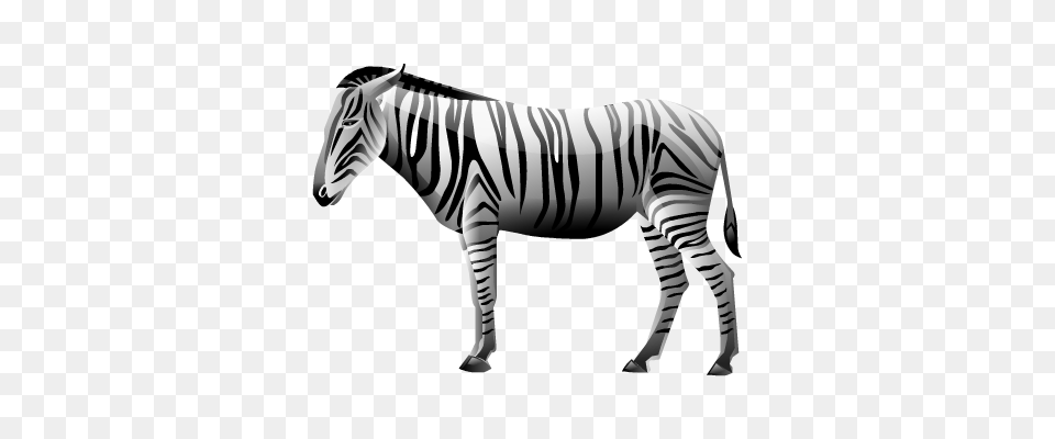 Zebra, Animal, Mammal, Wildlife Free Png
