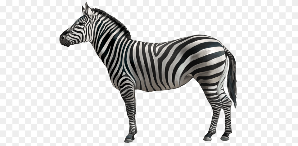 Zebra, Animal, Mammal, Wildlife Free Png