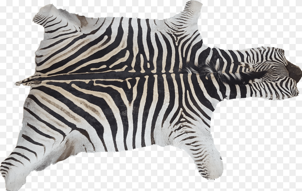 Zebra Png Image