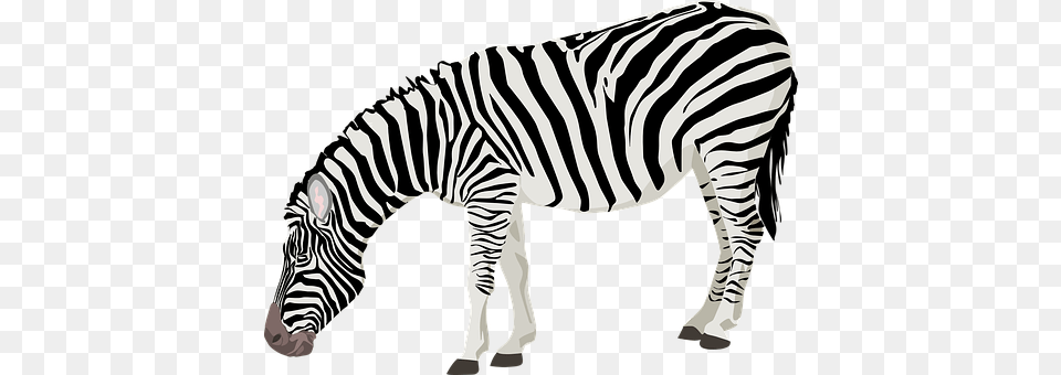 Zebra Animal, Mammal, Wildlife Png