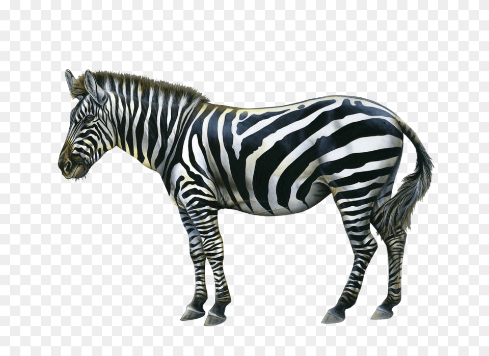 Zebra, Animal, Mammal, Wildlife Png Image