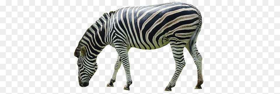 Zebra, Animal, Mammal, Wildlife Png