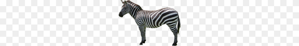 Zebra, Animal, Mammal, Wildlife Png Image
