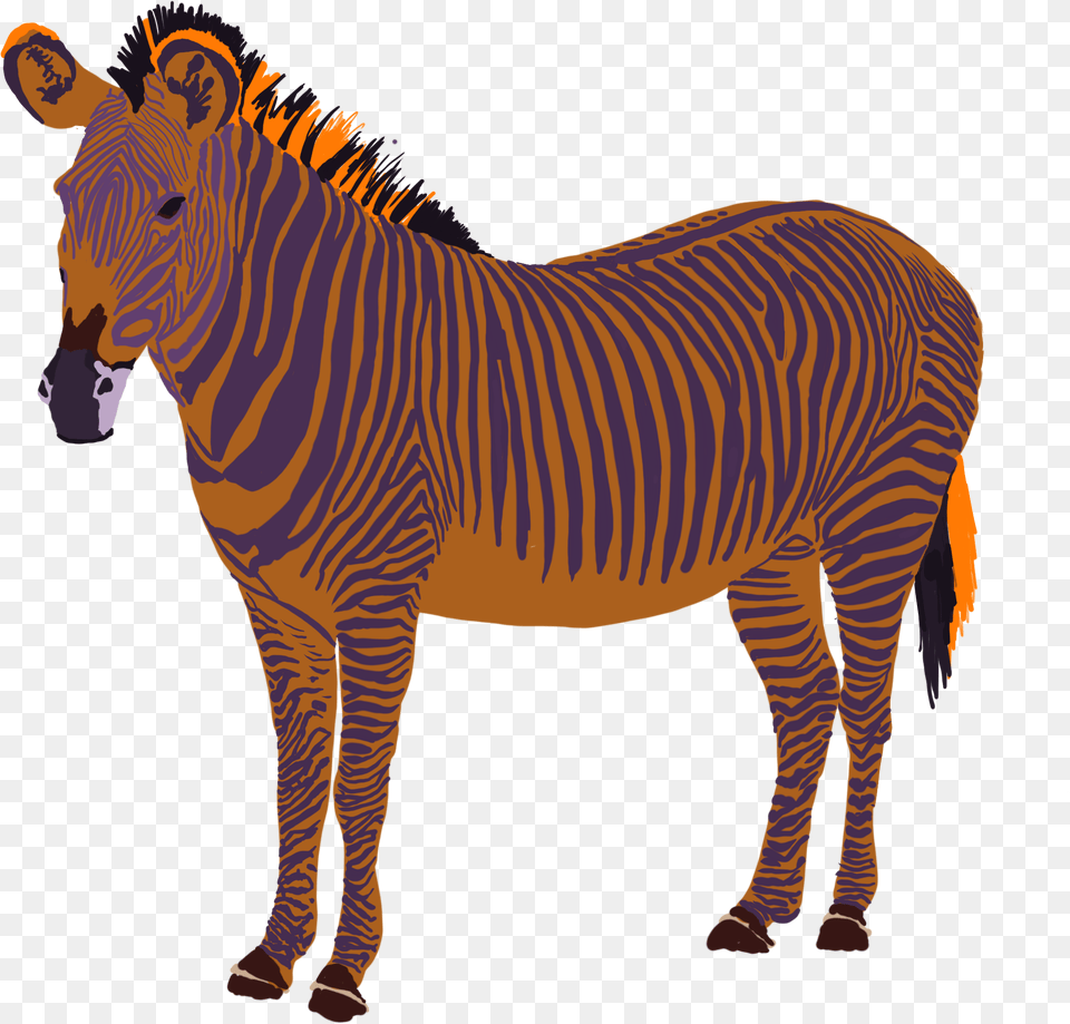 Zebra, Animal, Mammal, Wildlife Free Png Download