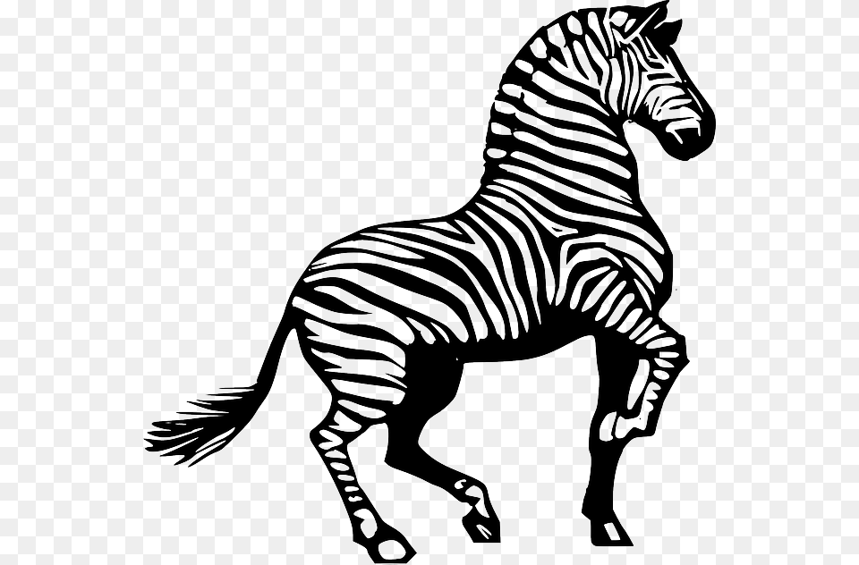 Zebra Africa Animal Safari Striped Black White Zebra Clipart Black And White, Mammal, Wildlife, Stencil Free Png Download