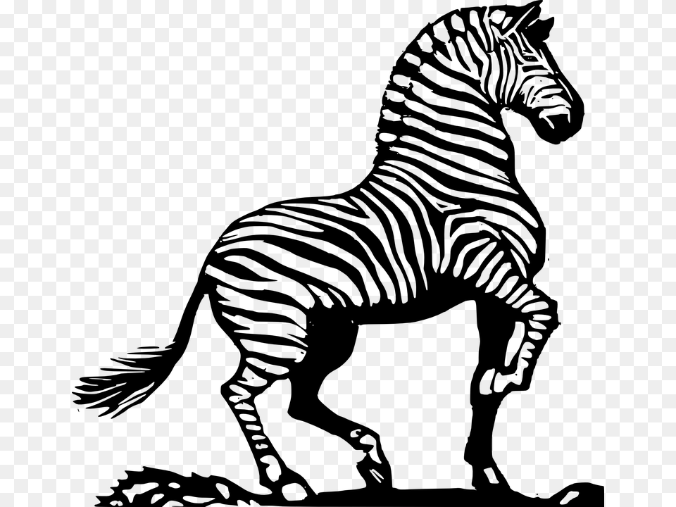 Zebra African Zebra Striped Zebra Zebra Images Black And White, Gray Png Image