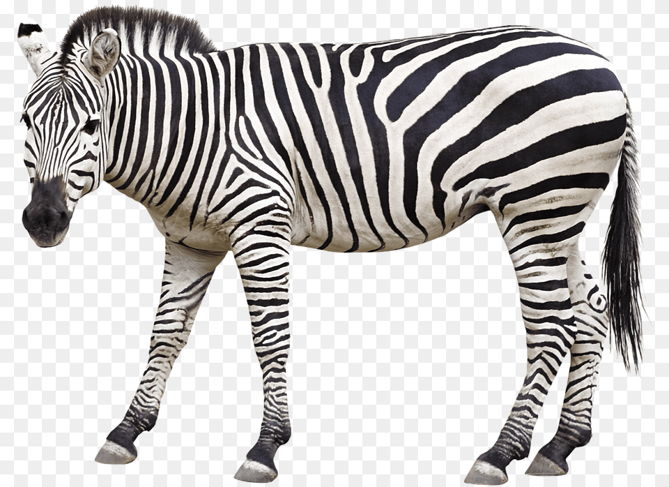 Zebra Animal Mane Animals And Their Baby Flashcard, Mammal, Wildlife Free Transparent Png
