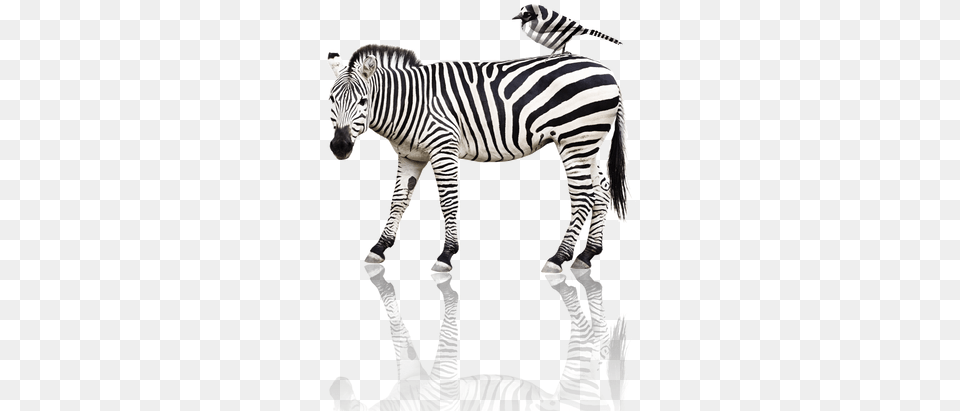 Zebra Animals And Their Baby Flashcard, Animal, Mammal, Wildlife, Bird Free Png Download