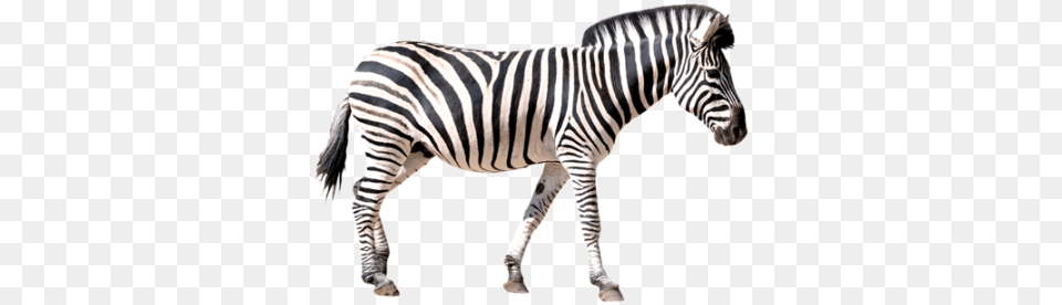 Zebra Best Zebra, Animal, Mammal, Wildlife Free Transparent Png