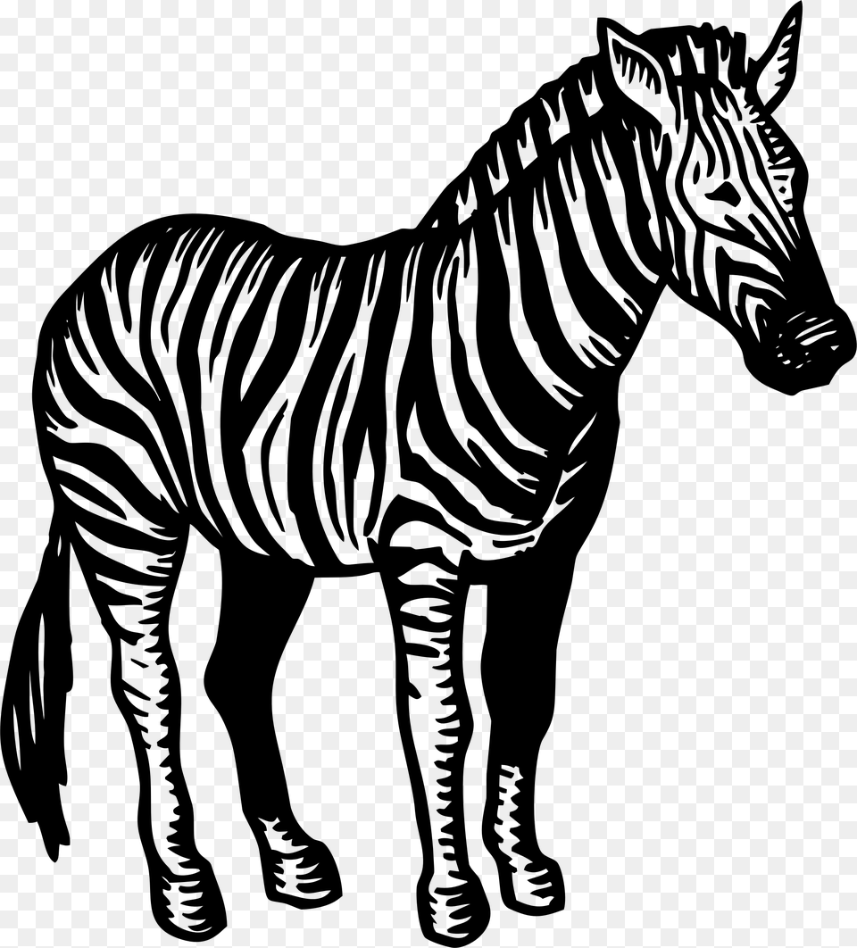 Zebra Black White, Gray Free Png