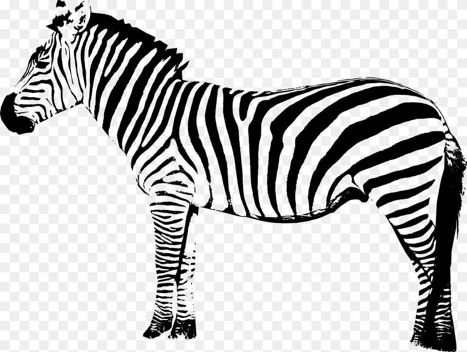 Zebra Cartoon, Gray Free Png