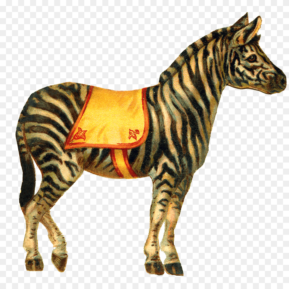 Zebra Circus, Animal, Mammal, Wildlife Free Transparent Png