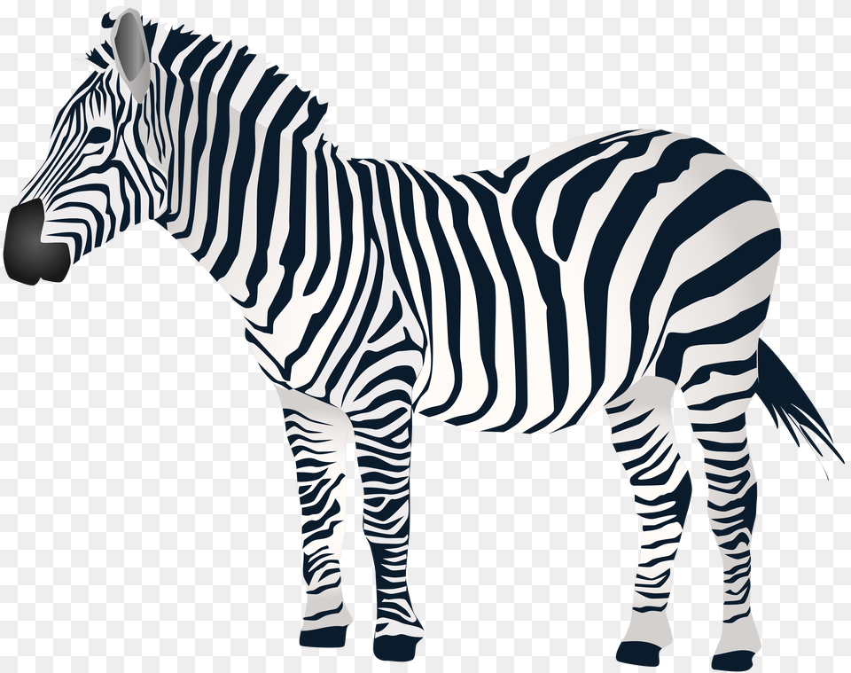 Zebra Clip, Animal, Mammal, Wildlife Free Png