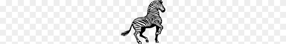 Zebra Clip Art Black And White Clipart, Gray Free Png Download