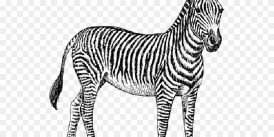 Zebra Clip Black And White Scared Huge Freebie Zebra Illustration Black And White, Gray Free Png Download