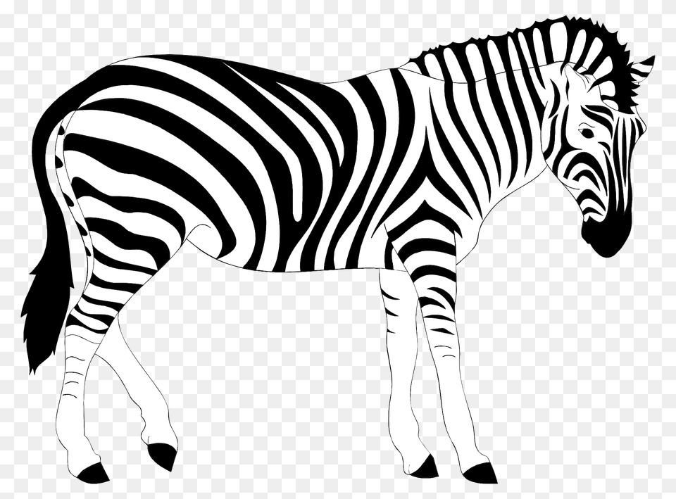 Zebra Clipart, Animal, Mammal, Wildlife Free Png