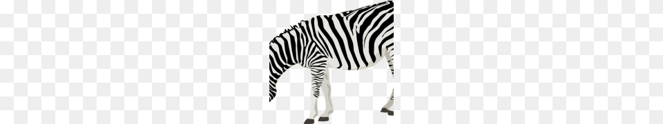Zebra Clipart, Animal, Mammal, Wildlife Free Png