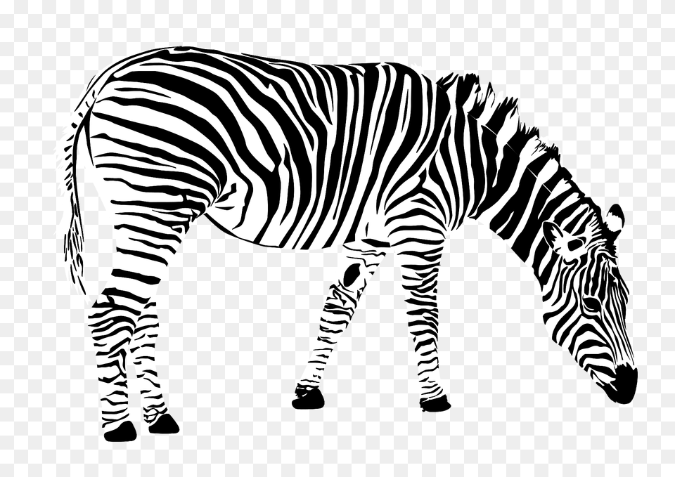 Zebra Clipart, Animal, Mammal, Wildlife Png