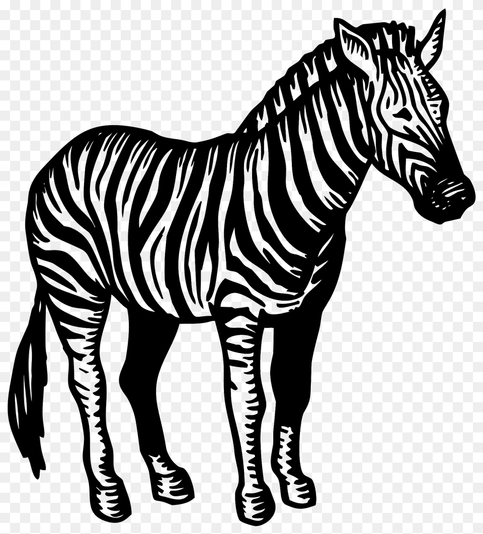 Zebra Clipart, Animal, Mammal, Wildlife Free Png