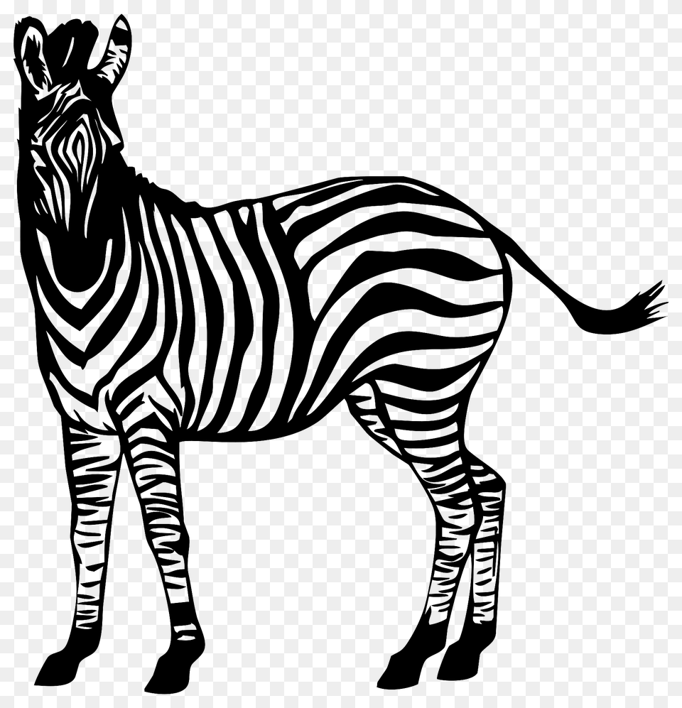 Zebra Clipart, Animal, Mammal, Wildlife Png