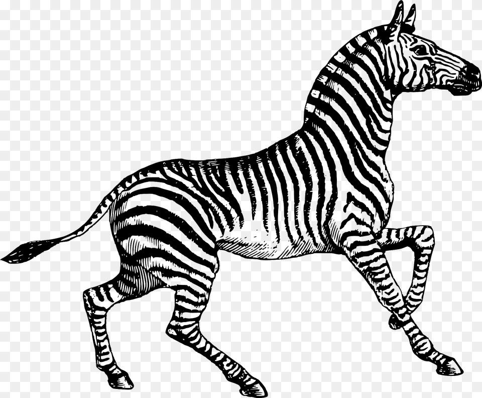 Zebra Clipart, Animal, Mammal, Wildlife Png