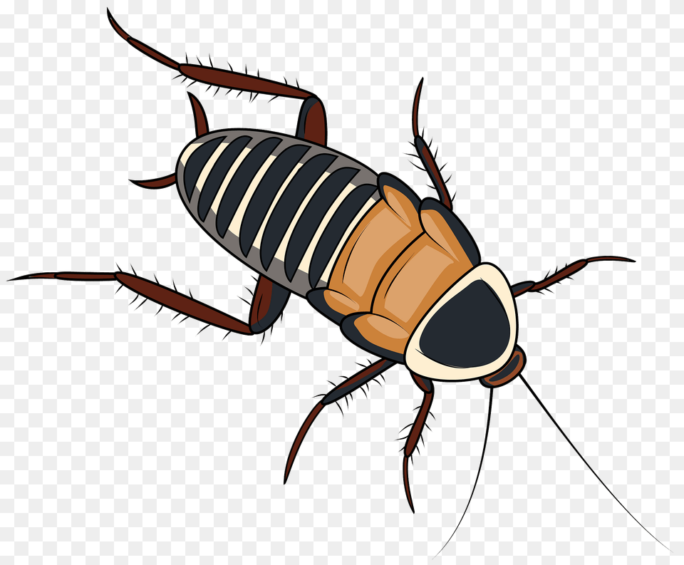 Zebra Cockroach Clipart, Animal, Insect, Invertebrate, Food Png