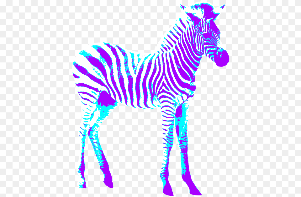 Zebra Colorful Art Zebra, Animal, Mammal, Wildlife Free Transparent Png