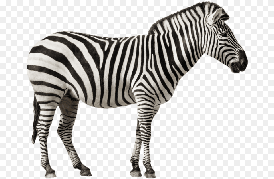 Zebra Desktop Background Zebra With White Background, Animal, Mammal, Wildlife Png Image