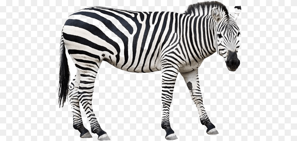 Zebra Download Wild Animals Clipart Black And White, Animal, Mammal, Wildlife Png