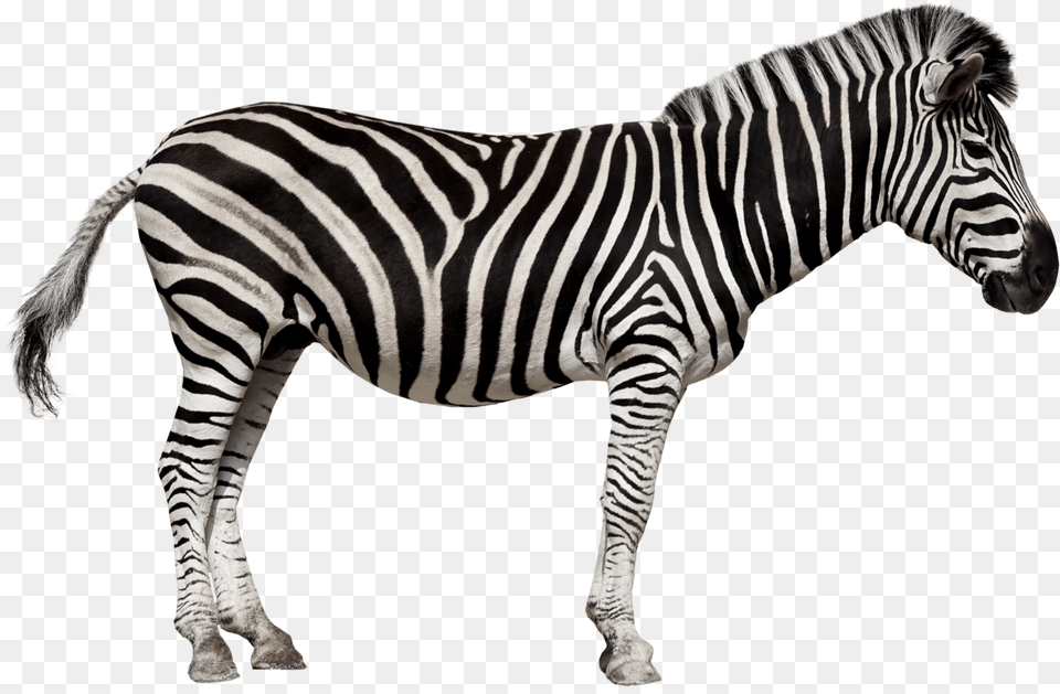 Zebra Download Zebra Pictures Of Wild Animals, Animal, Mammal, Wildlife Free Transparent Png