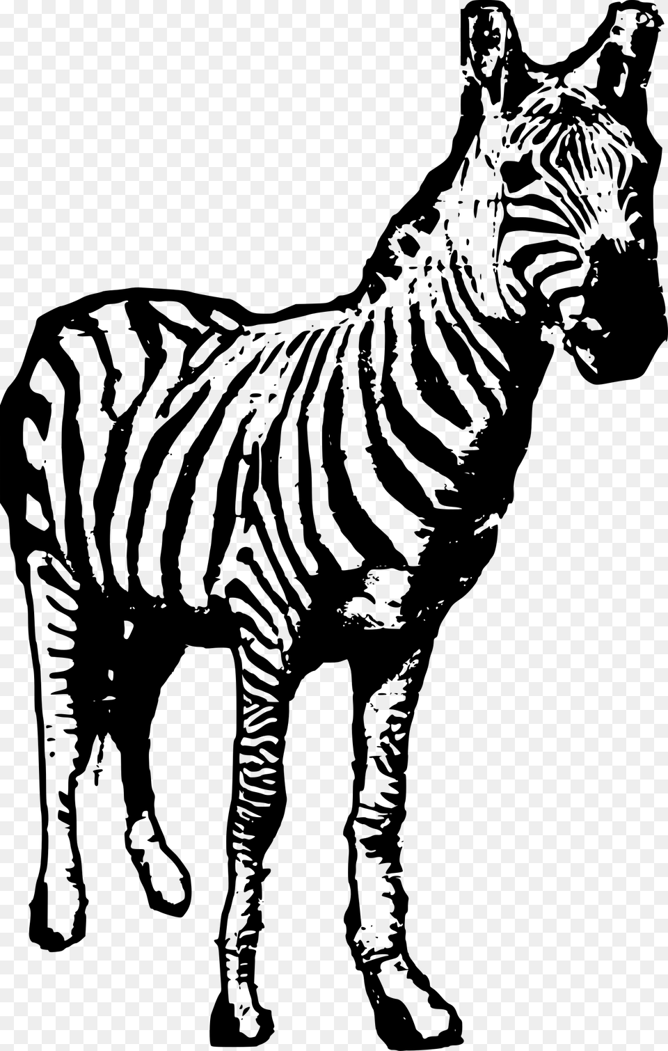 Zebra Facing Us Clip Arts Nga Vn, Gray Free Png Download